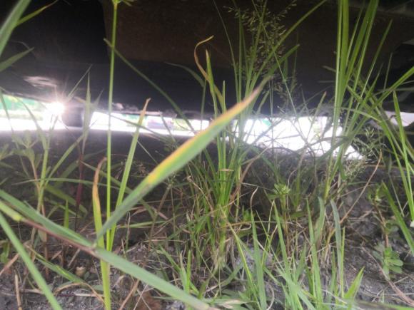 [青岛·鲁B] 二手启辰启辰R50X2013款 1.6L 自动版