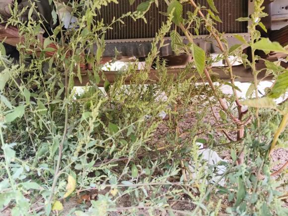 [西安·陕A] 二手五十铃翼放2023款 ES7 3.0T 4.2米单排气刹仓栅旗舰版国VI