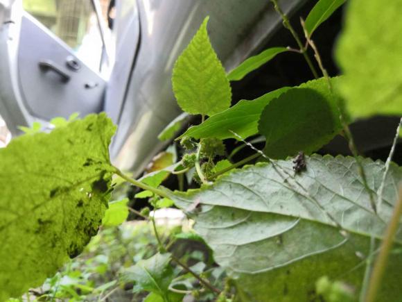 [西安·陕A] 二手东风小康东风小康K05S2018款 1.2L实用型DK12