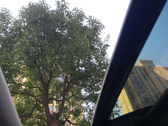 [上海·沪C] 二手马自达马自达CX-50行也2023款 2.5L 尊行版