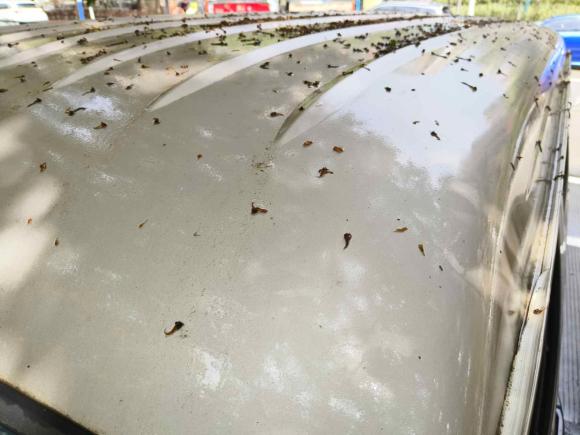 [合肥·皖A] 二手金杯小海狮X302020款 1.5L 超享型国VI SWC15M