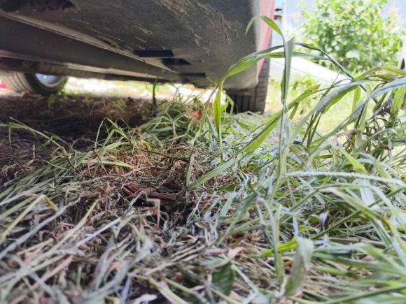 [上海·苏U] 二手福特Mustang2015款 2.3T 性能版