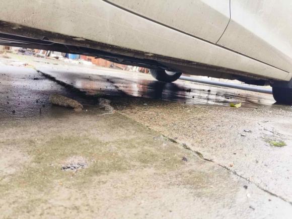 [嘉兴·粤S] 二手别克英朗2021款 改款 1.3T 自动轻混动精英型