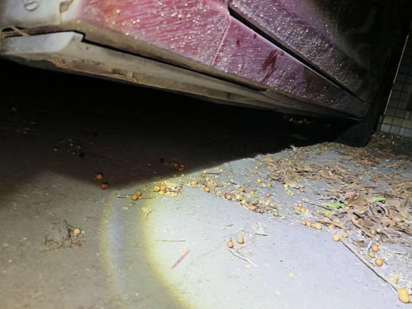 [佛山·粤E] 二手马自达马自达3 昂克赛拉2014款 三厢 1.5L 自动舒适型