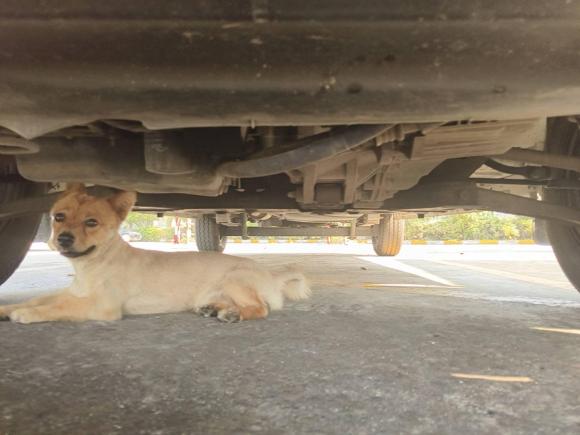 [上海·沪B] 二手福特全顺2017款 2.0T柴油多功能商用车中轴中顶国V