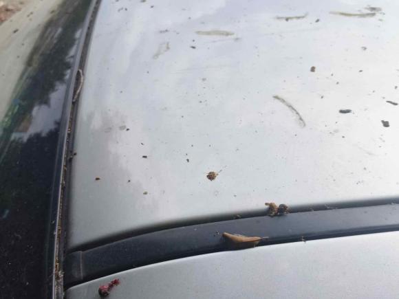 [深圳·粤B] 二手长城风骏62017款 2.0T柴油两驱精英型4D20D