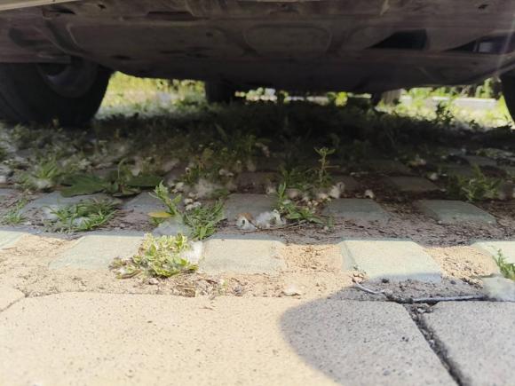 [青岛·鲁B] 二手大众宝来2012款 1.6L 自动舒适型