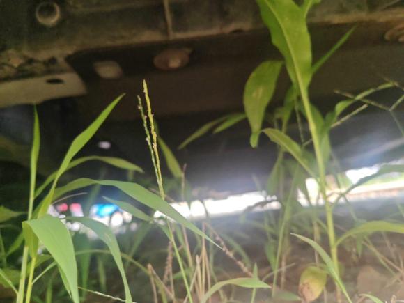 [武汉·鄂A] 二手日产颐达2008款 1.6L 自动智能型