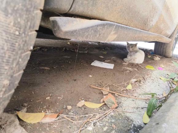 [合肥·皖A] 二手猎豹汽车猎豹CS102017款 1.5T 手动精英型