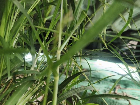 [上海·沪A] 二手荣威荣威i6 MAX新能源2021款 EV 500天幕尊享版