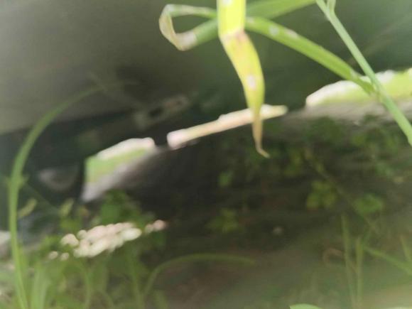 [上海·沪C] 二手丰田卡罗拉2022款 1.2T S-CVT先锋PLUS版