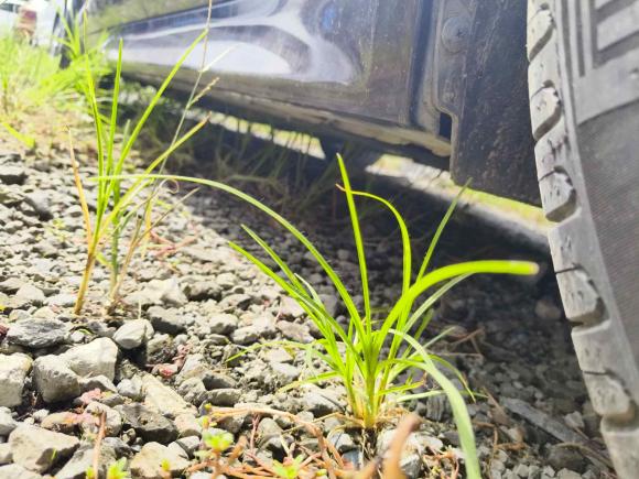 [上海·沪N] 二手捷豹捷豹XF2013款 XF 3.0 SC 风华版