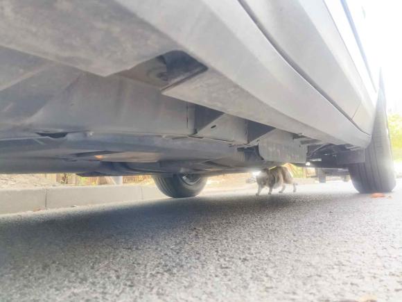 [上海·沪C] 二手凯迪拉克凯迪拉克XT52022款 2.0T 四驱豪华型