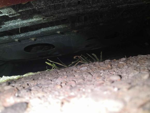 [青岛·鲁B] 二手日产蓝鸟2016款 1.6L CVT智酷版