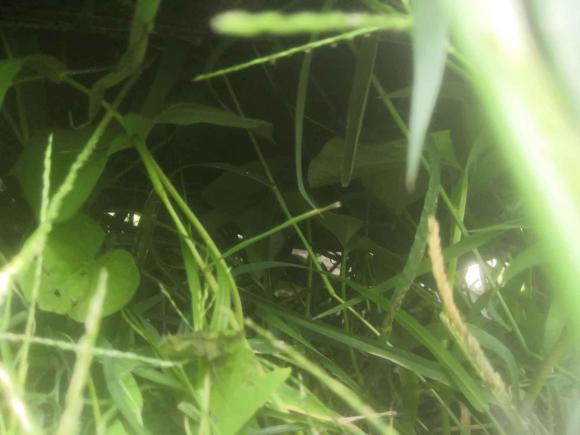 [温州·浙C] 二手东风风行菱智2019款 M5 1.6L 7座特供型 国VI