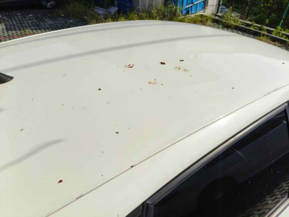 [上海·沪C] 二手大众Polo2016款 1.4L 手动风尚型