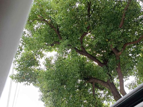 [上海·沪F] 二手日产天籁2013款 2.0L XL舒适版