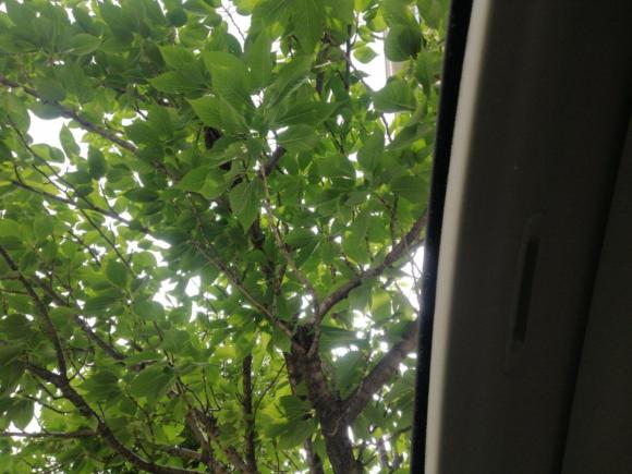 [上海·沪C] 二手本田奥德赛2015款 改款 2.4L 豪华版