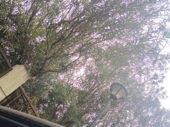 [上海·沪A] 二手林肯林肯MKZ2018款 2.0T 尊享版