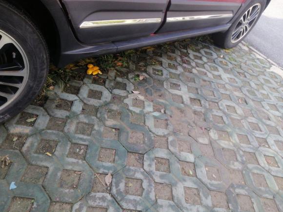 [上海·苏F] 二手哈弗哈弗H12016款 改款 蓝标 1.5L AMT舒适型