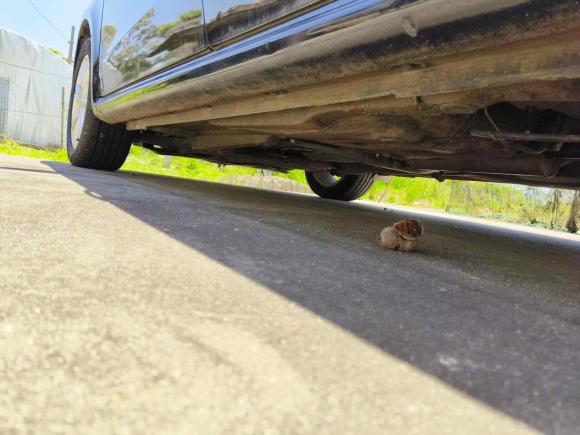 [上海·苏F] 二手大众朗逸2011款 1.6L 自动品雅版