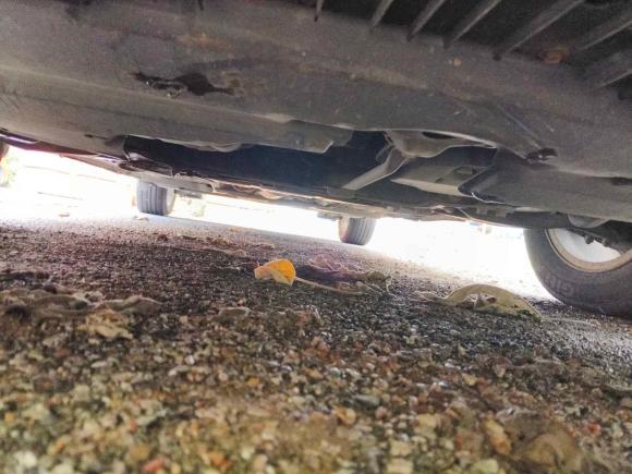 [无锡·苏B] 二手丰田逸致2011款 180E CVT精英版