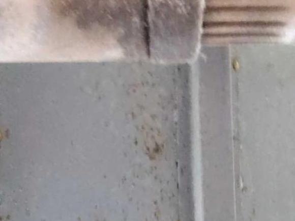 [济南·鲁A] 二手福田祥菱2021款 1.6L 基本型