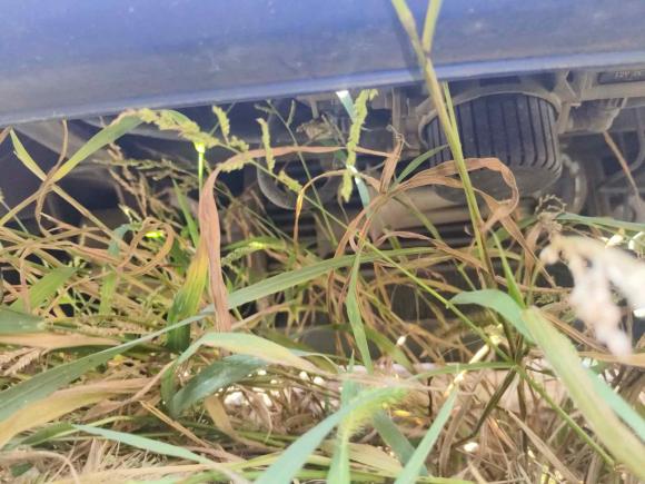 [常州·苏D] 二手金龙凯特2020款 2.8T上柴行政版SC28R