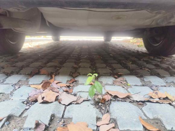 [嘉兴·浙F] 二手日产轩逸2012款 经典 1.6XE 手动舒适版