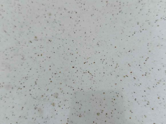 [佛山·粤E] 二手日产轩逸2020款 改款 1.6L XL CVT智享版