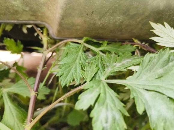 [青岛·鲁B] 二手奔驰奔驰R级2017款 R 320 4MATIC 商务型臻藏版