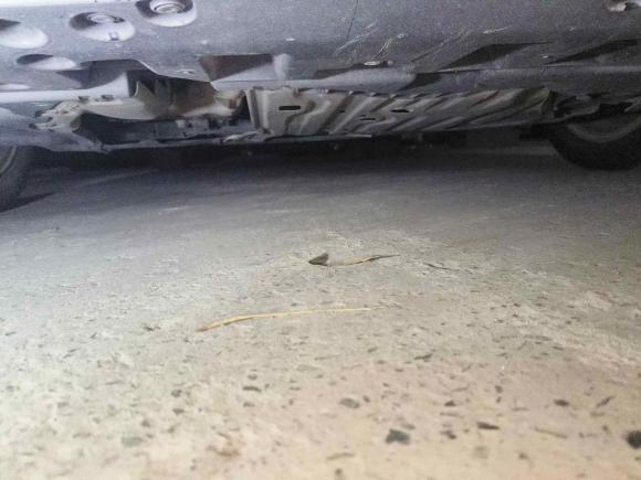 [合肥·皖A] 二手本田雅阁2018款 260TURBO 精英版 国V