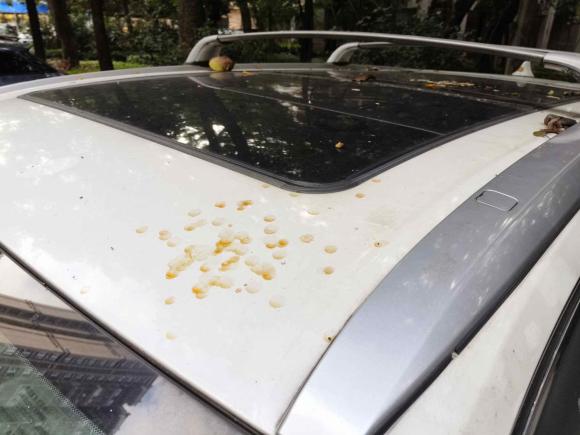 [佛山·粤A] 二手丰田汉兰达2018款 2.0T 四驱至尊版 7座 国V