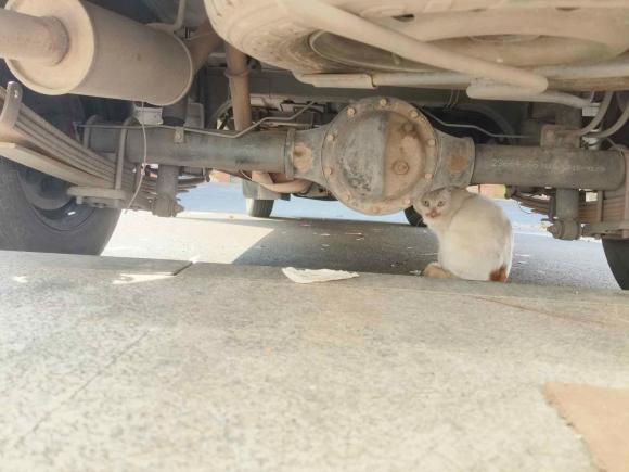 [金华·浙G] 二手五菱汽车五菱荣光2021款 1.5L加长标准型空调版L3C