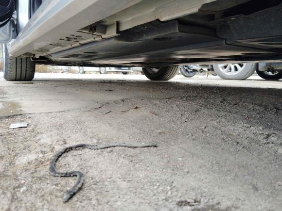 [深圳·粤U] 二手丰田雷凌2021款 185T CVT豪华版