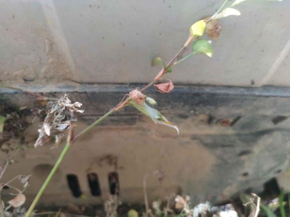 [温州·浙C] 二手长安长安CS552017款 1.5T 自动炫色型