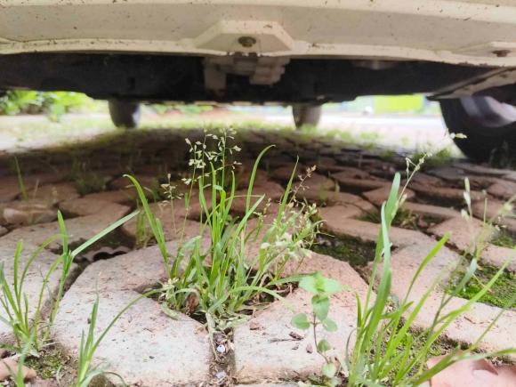 [武汉·鄂A] 二手长安长安奔奔E-Star2020款 心动版 三元锂