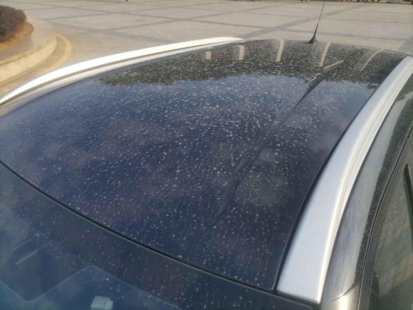 [佛山·浙E] 二手日产劲客2020款 1.5L XE 手动酷动版