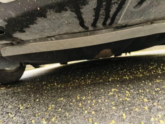 [杭州·浙D] 二手福特福睿斯2017款 幸福版 1.5L 自动时尚型