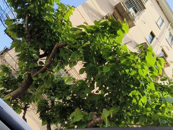 [上海·沪A] 二手荣威荣威RX5新能源2017款 eRX5 50T 混动互联尊荣旗舰版