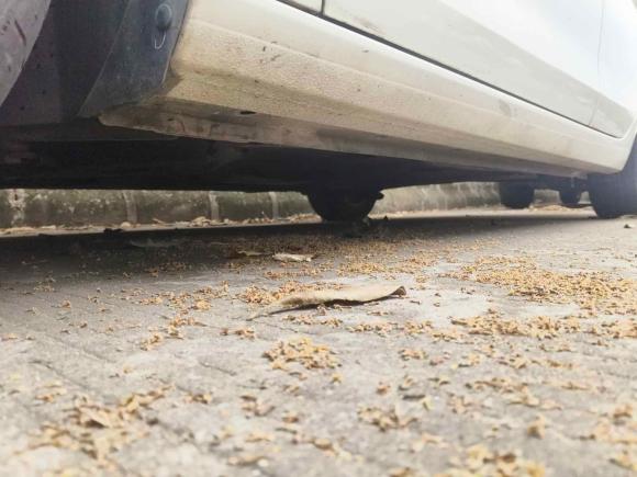 [佛山·粤X] 二手福特福睿斯2015款 1.5L 自动舒适型