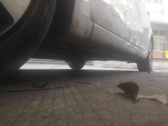 [温州·浙C] 二手起亚起亚K22011款 三厢 1.6L AT Premium