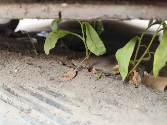 [成都·川A] 二手雪铁龙世嘉2016款 经典 三厢 1.6L 手动CNG