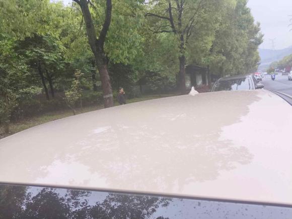 [杭州·浙A] 二手欧拉欧拉好猫2023款 401km标准续航 豪华型 三元锂