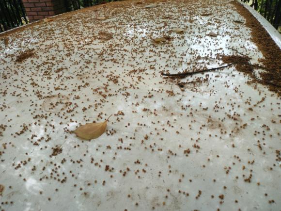 [上海·沪B] 二手丰田逸致2014款 星耀 180E CVT精英多功能版