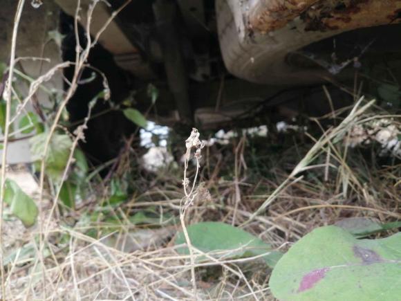 [成都·闽C] 二手福特经典全顺2009款 2.8T柴油多功能型短轴中顶JX493ZLQ3