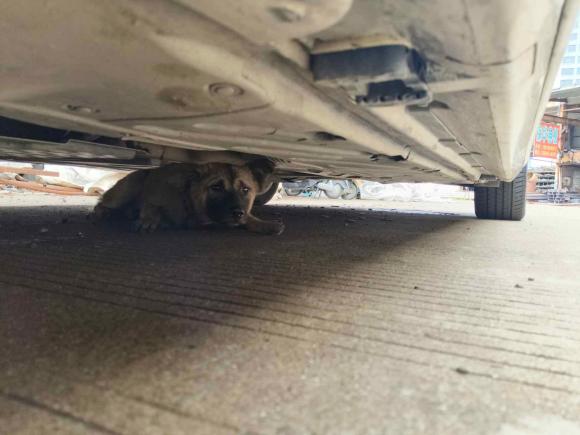 [台州·浙J] 二手奔驰奔驰C级2016款 C 200 L 运动型