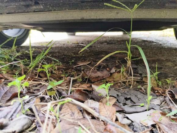 [无锡·苏B] 二手奥迪奥迪A6L2019款 55 TFSI quattro 尊享动感型