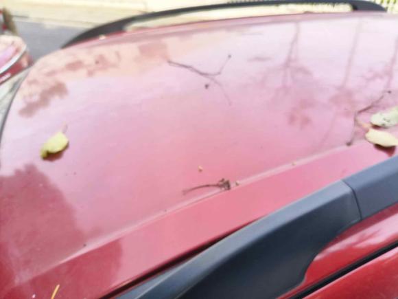 [南京·苏A] 二手铃木天语 SX42011款 两厢 1.6L 自动灵动型