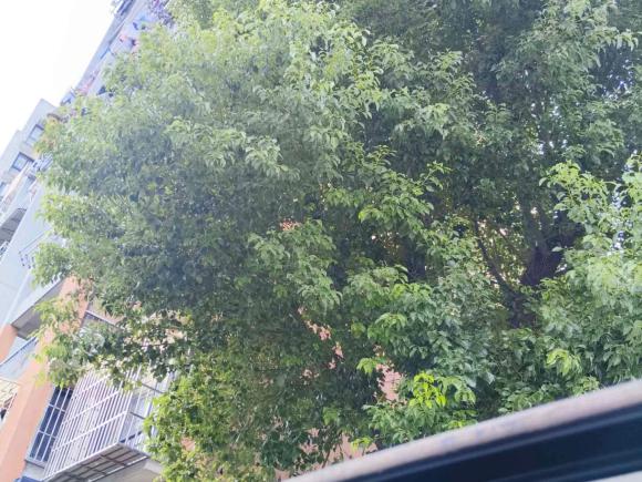 [上海·苏A] 二手马自达马自达3 昂克赛拉2017款 三厢 1.5L 自动豪华型 国V